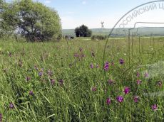 Gladiolus-tenuis_Скалистый_стация